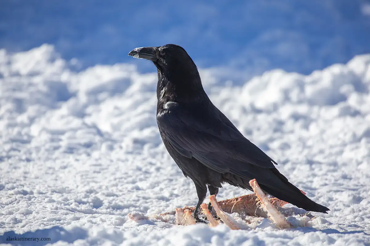 Raven in winter eating carrion.