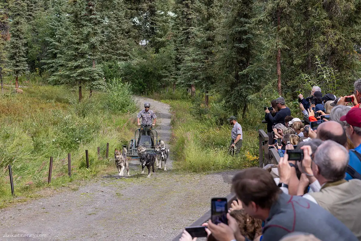 A musher in sunglasses and a helmet guides a team of sled dogs pulling a wheeled sled down a gravel path. On the right, a crowd of onlookers with cameras and smartphones captures the moment. The lush Alaskan forest surrounds the scene, enhancing the authentic experience of a sled dog demonstration.