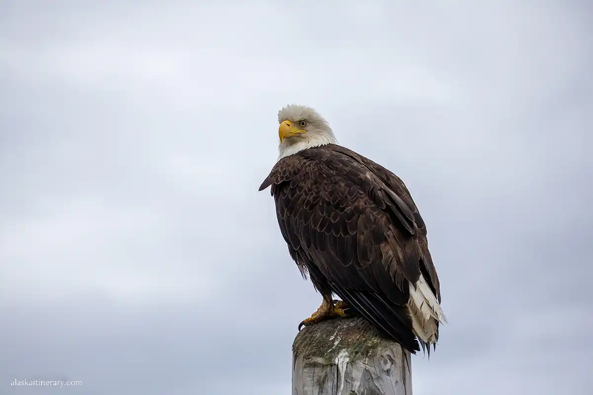 bald eagle in Alaska.