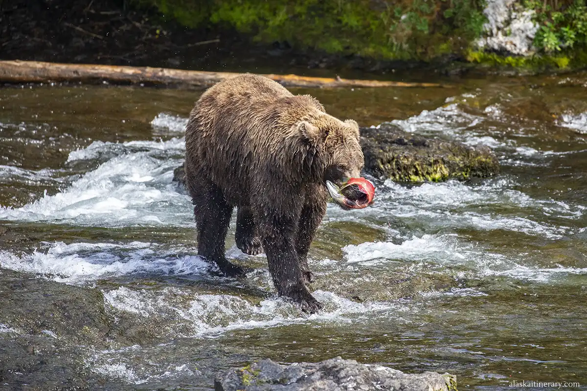 Brown bear with salmon in Katmai National Park.
