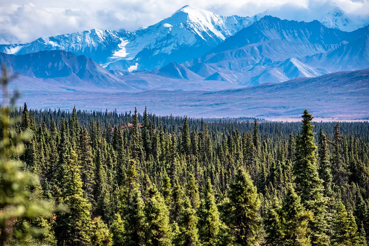 Denali National Park in September, with peaks covered by snow, green trees and  and bushes with  shades of autumn red.