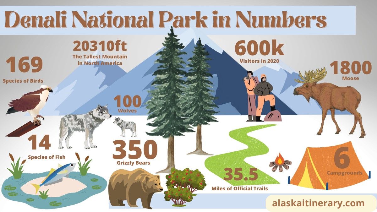 Things to do in denali - infographic with denali numbers, including info about 35 miles of official trails, six campgrounds and 350 grizzly bears.