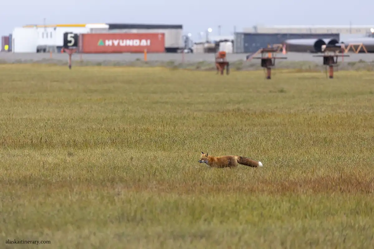 Red fox on Dalton Highway.