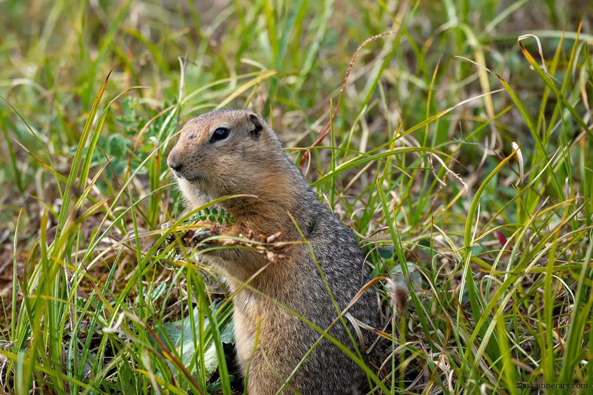 wildlife in Denali in summer - small ground squirrel in grass.