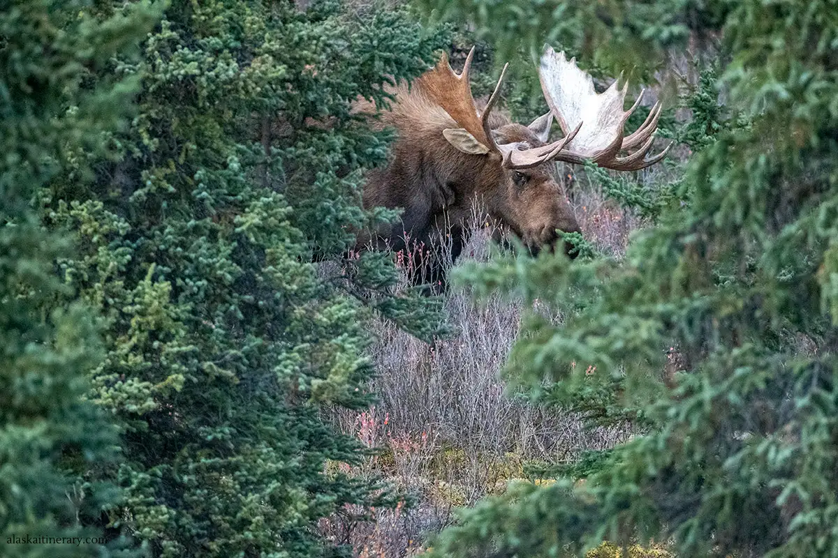 moose in Denali in summer.
