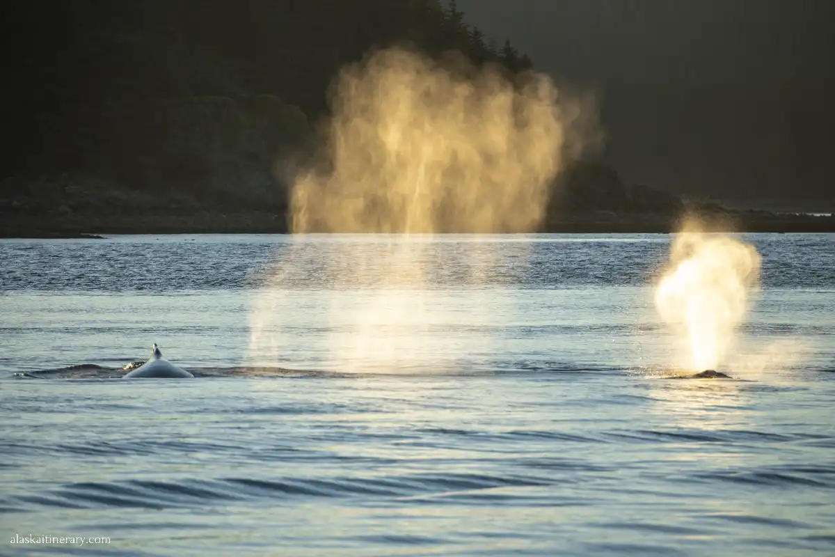 Witnessing a whale breach during sunset in Juneau.