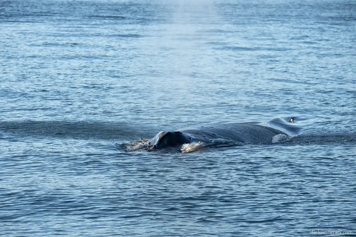 breathable whale.