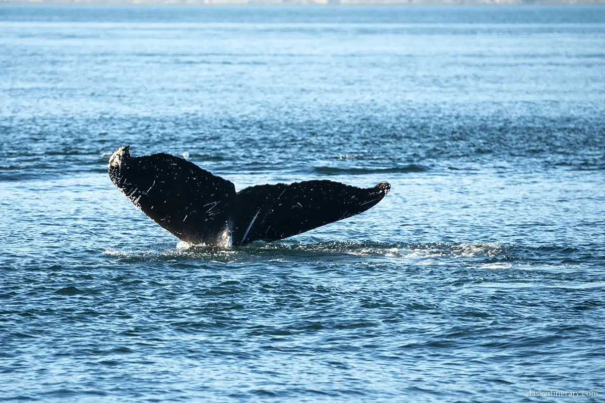 Whale tail in the water.
