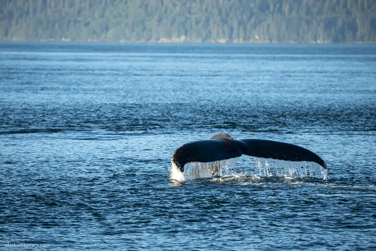 Huge whale tail in a blue water.