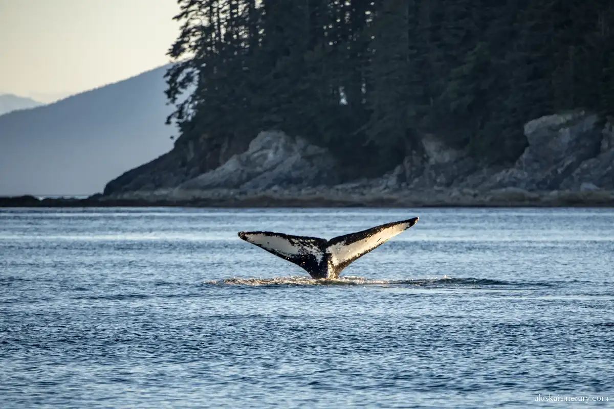 Juneau whale watching tour.