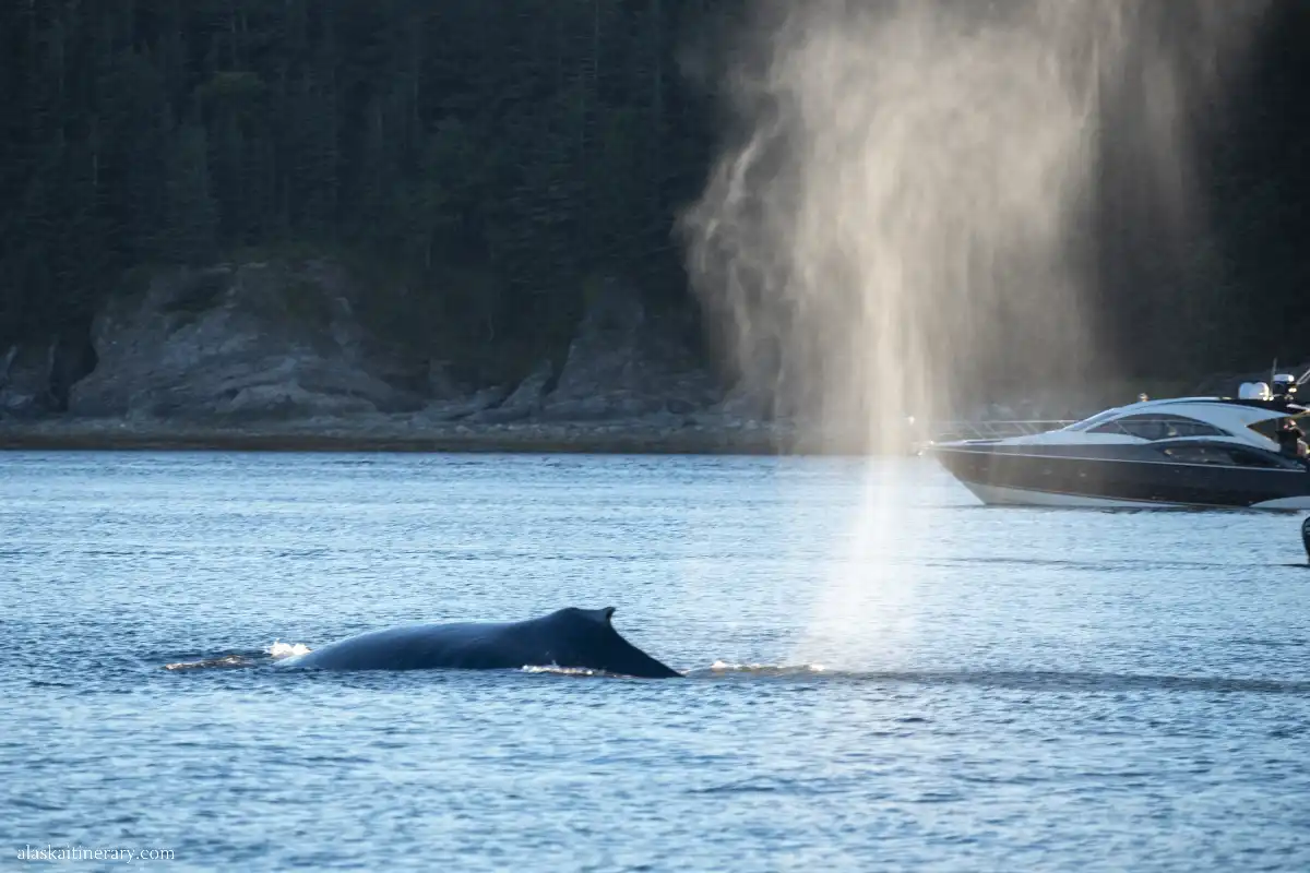 Giant whale during whale-watching tour in Juneau operated by local company Alaska Tales.