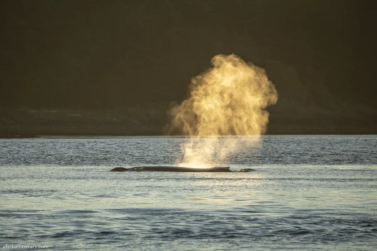 Wheale during sunset on Alaska cruise.
