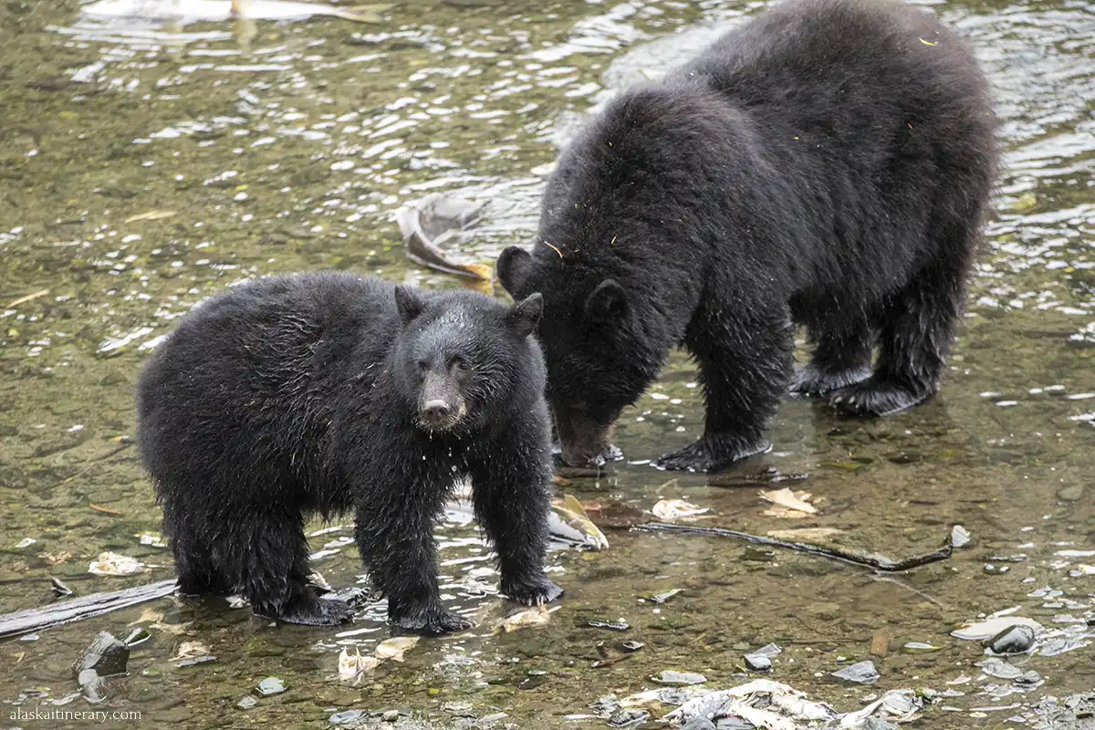 Two black bears: a mother bear and cub in a river in Ketchikan eating salmon.