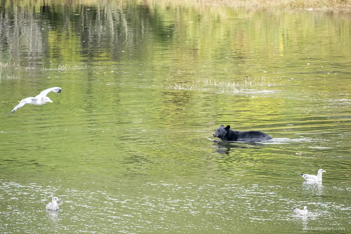 A black bear swims across the river in Ketchikan, and seagulls fly around.
