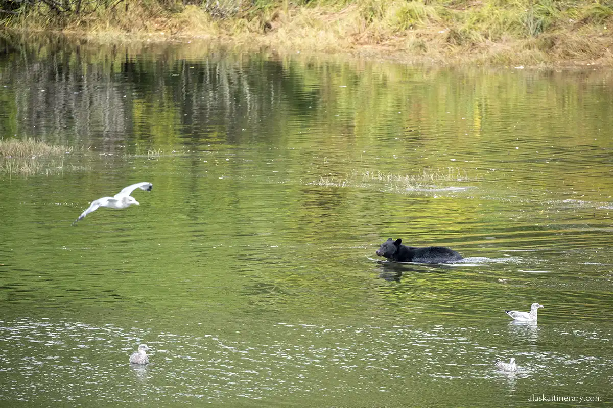 black bear swimming in the river.