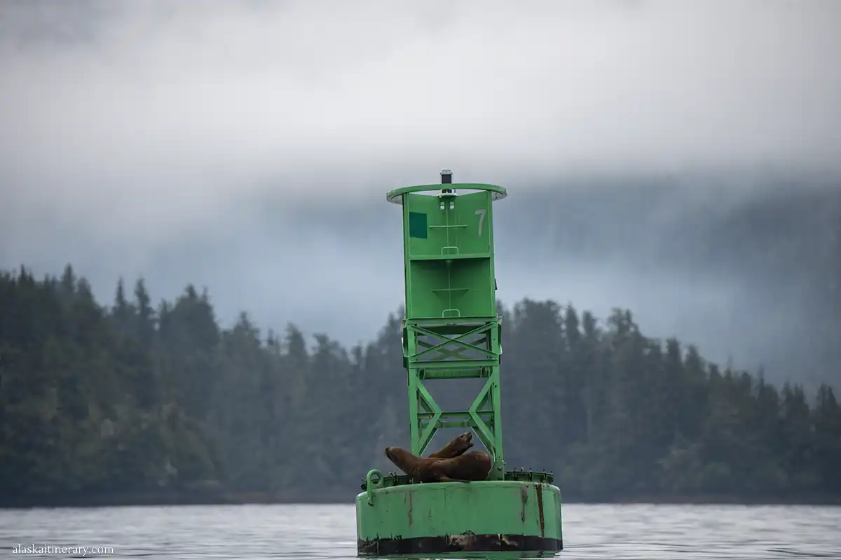 Scenic Sitka coastline with trees and basking sea lions on a green platform.