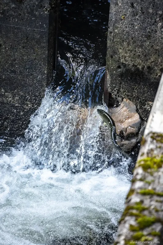 Salmon jumping up.