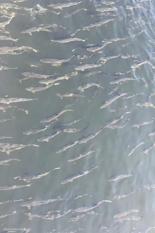 Hundreds of salmons in the creek.