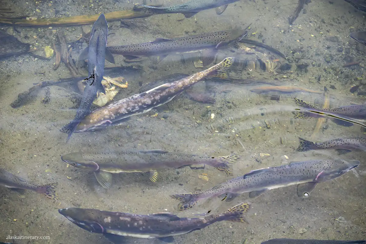 Salmon swimming in a creek in Ketchikan.