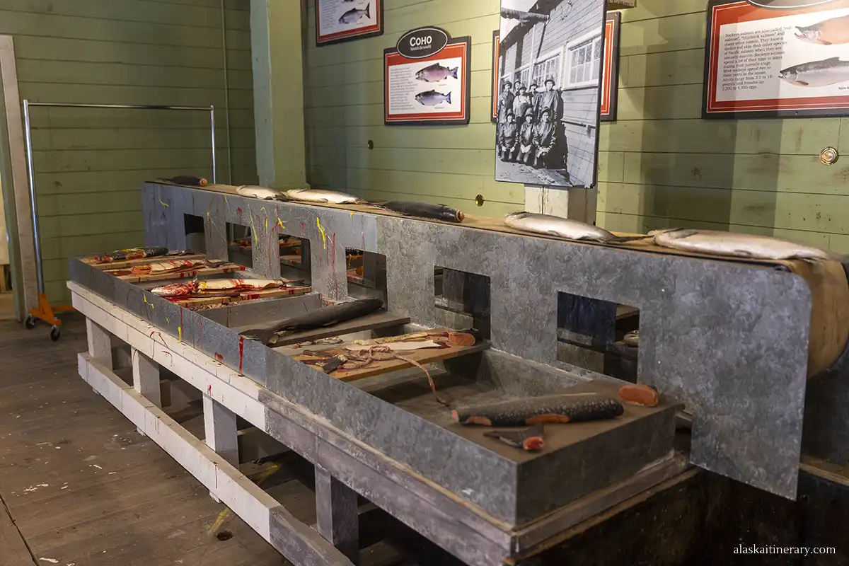 Demonstration of the production cycle and creation of salmon cans at the Cannery Museum.
