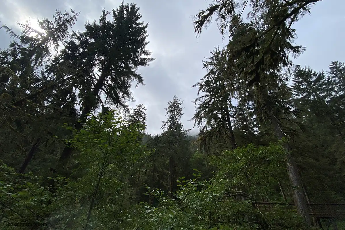 Forest in Ketchikan.