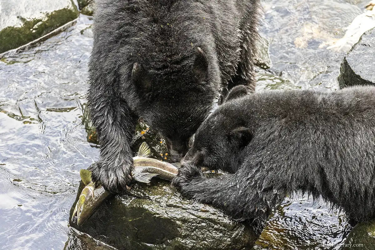 Two black bears eating salmon in a creek.