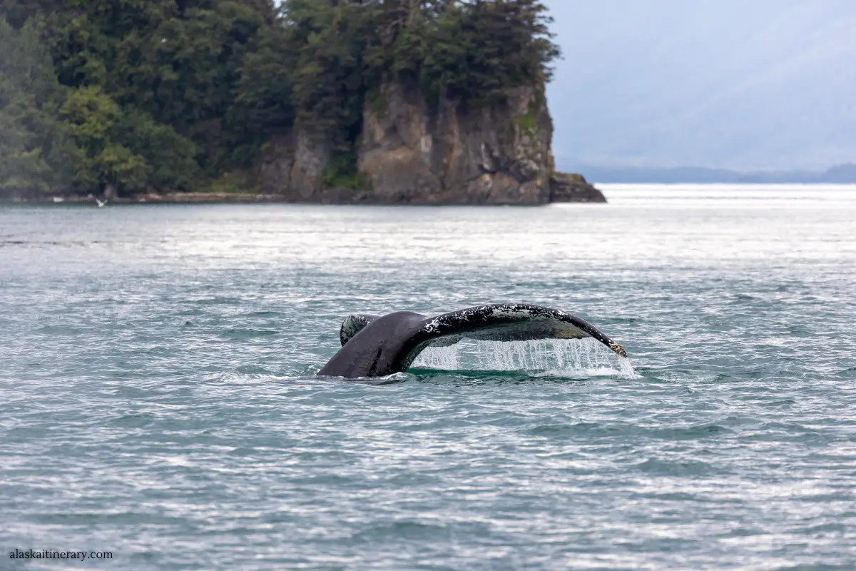 whale tail in Icy Starit Point during whale watchin tour.