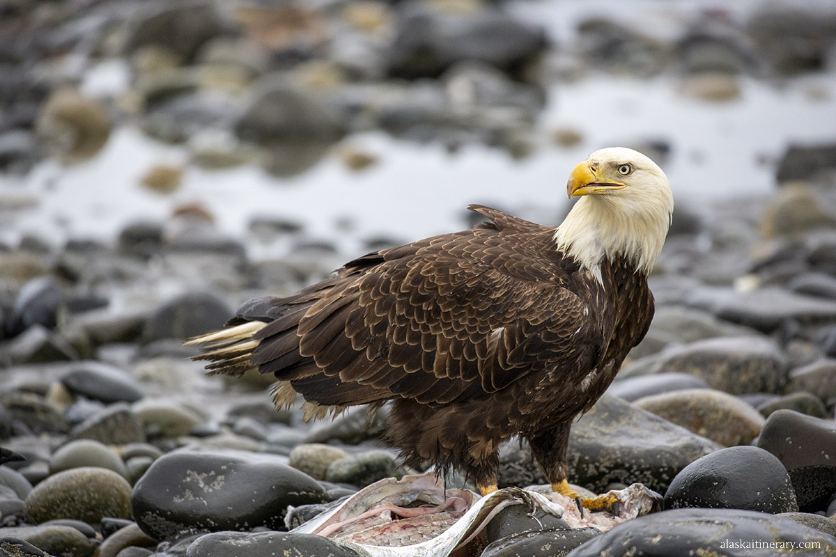 Bald eagle on a rocky beach in Alaska eating fish.