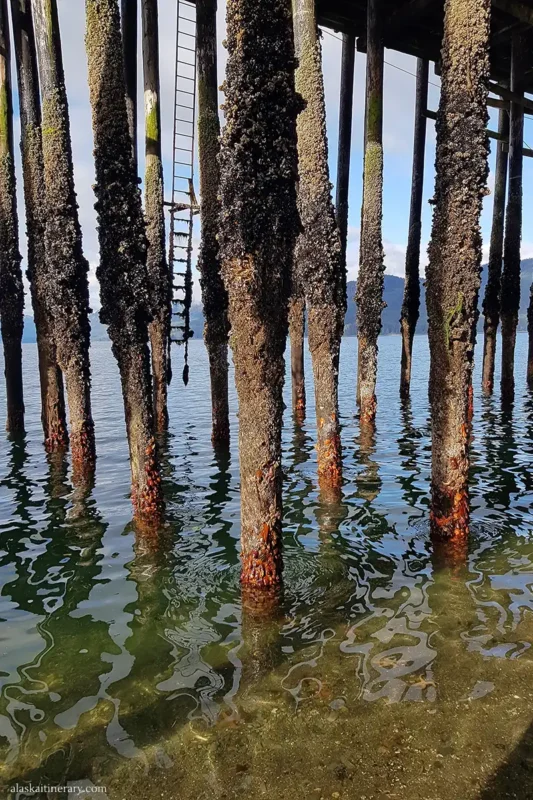 Wooden pilings on the pier at Icy Strait Point.