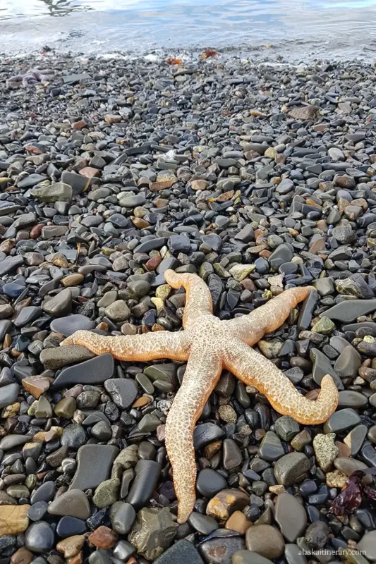 Orange starfish on the rocky beach at Icy Strait Point Harbor.
