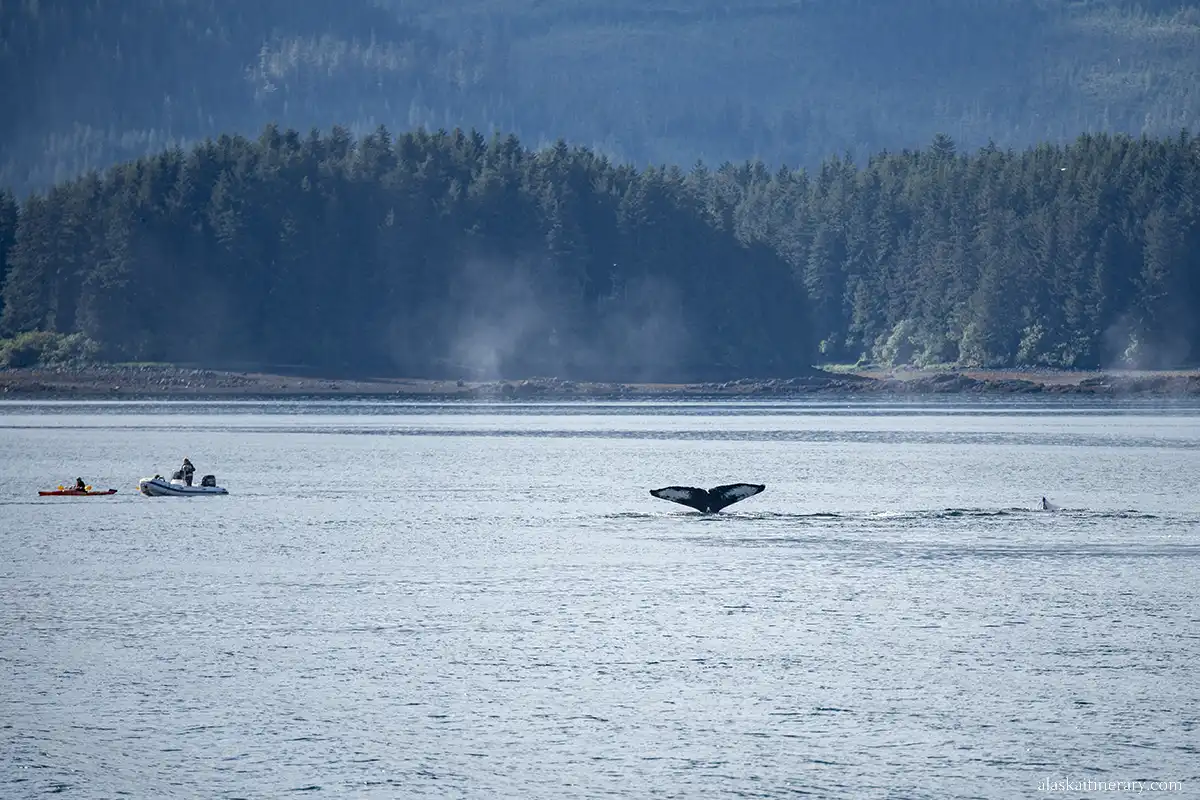 A huge whale tail is in the sea in Icy Strait Point, with kayaks next to it and majestic mountains in the background.