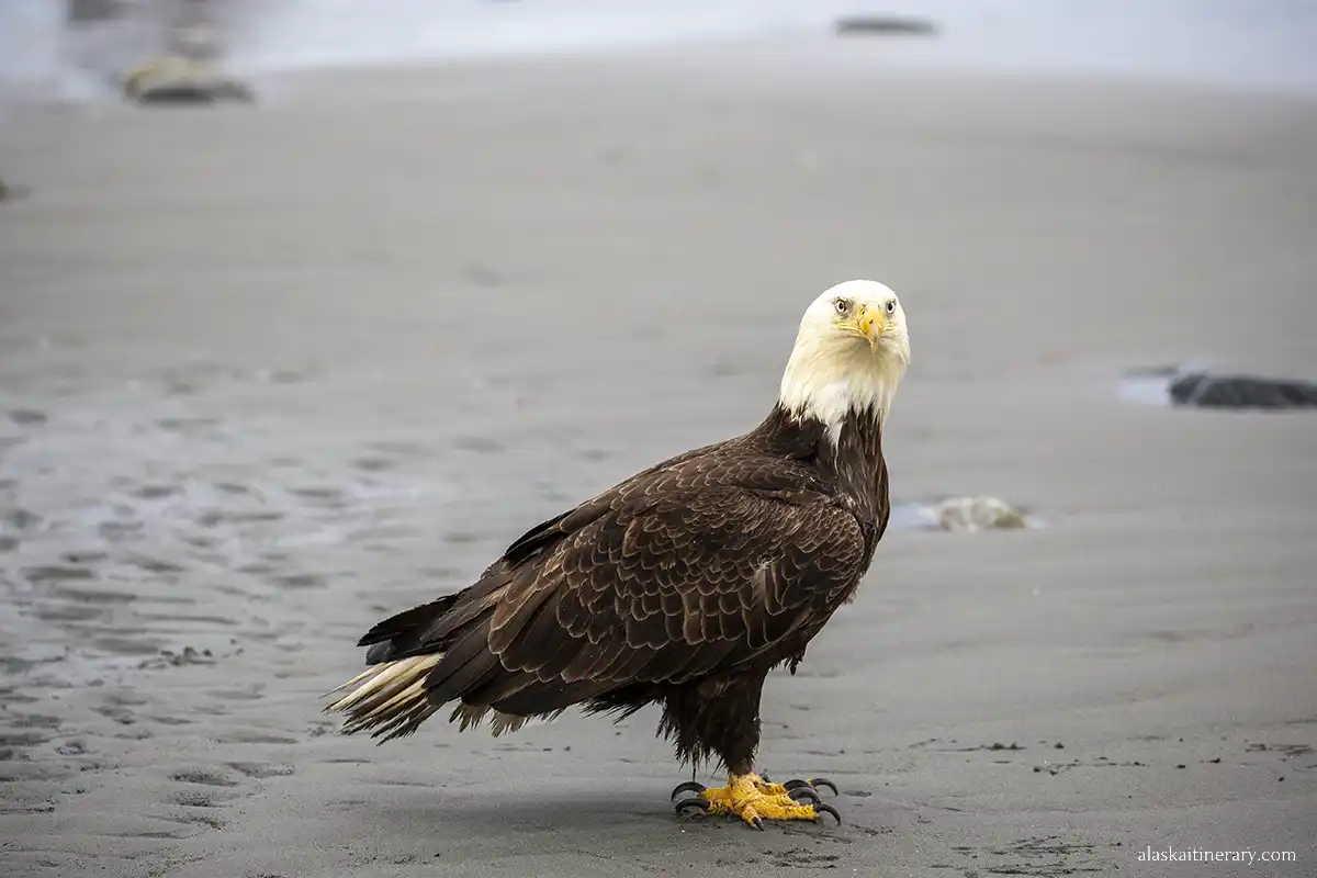 bald eagle on Alaskan beach.