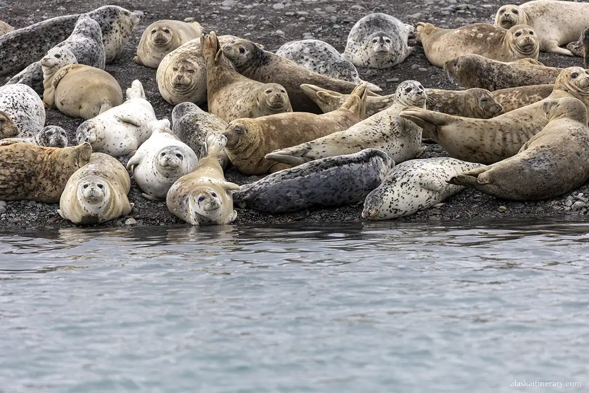 seals basking on the rocks in Alaska in Kenai National Park.