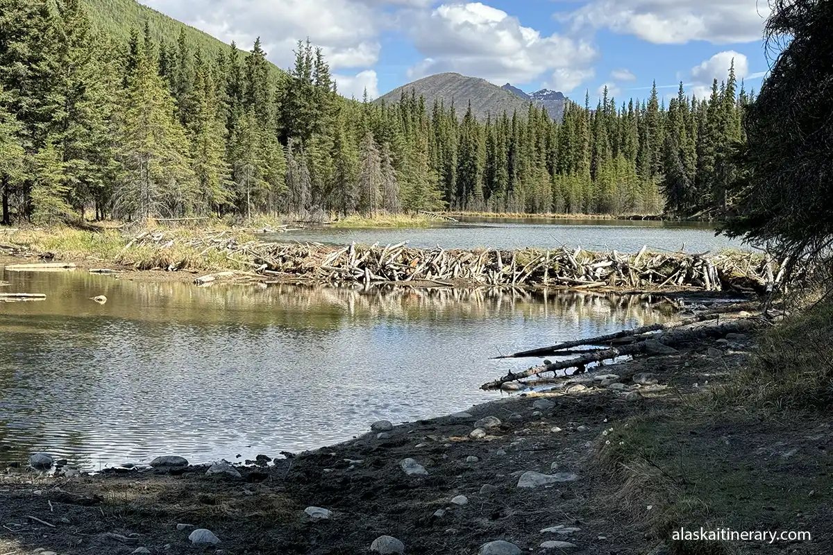 Beaver dam on the lake.