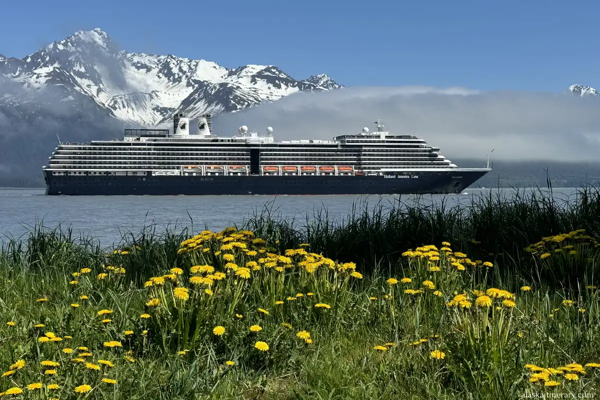 Holland America cruise ship in Seward port of call among beautifull June scenery: blooming yellow dandelions with snow-covered mountains behind them.