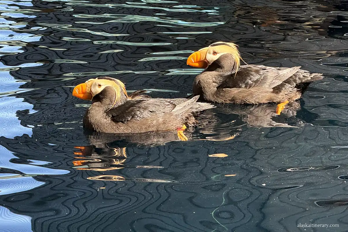 Is it Worth Visiting the Alaska SeaLife Center in Seward?