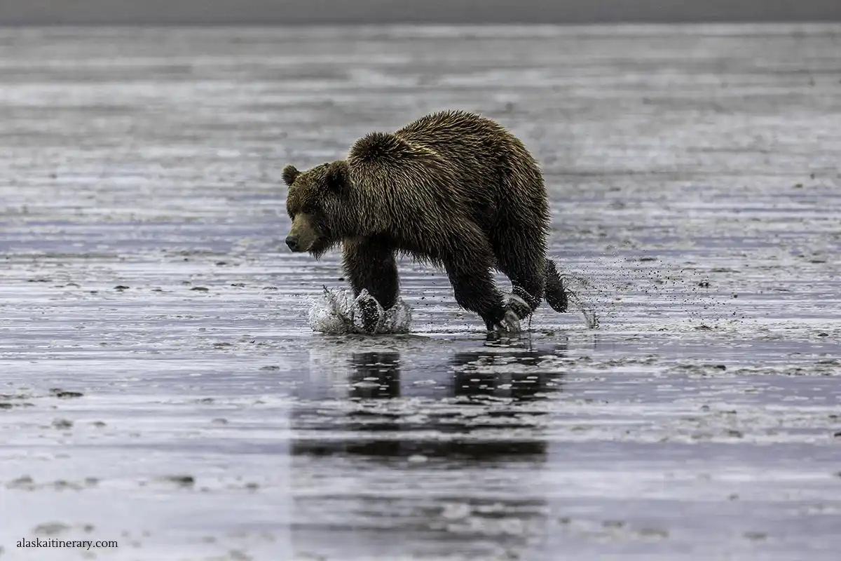 Brown bear in Chinitna bay during boat tour.