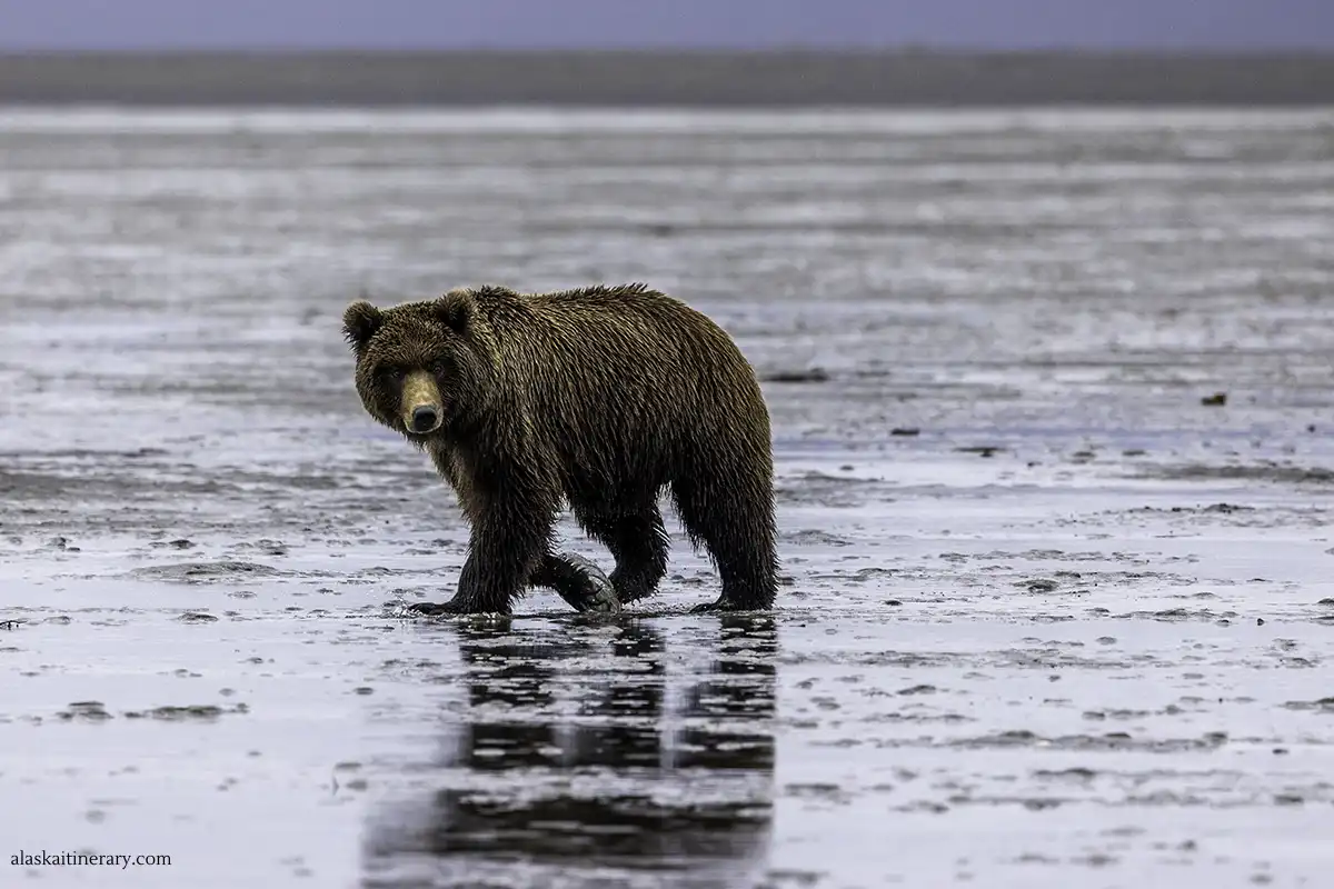 Chinitna Bay Bear Viewing: Lake Clark Adventure by Boat, Review