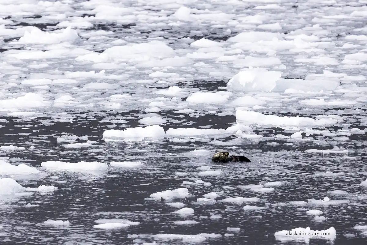 Sea Otter among icebergs.