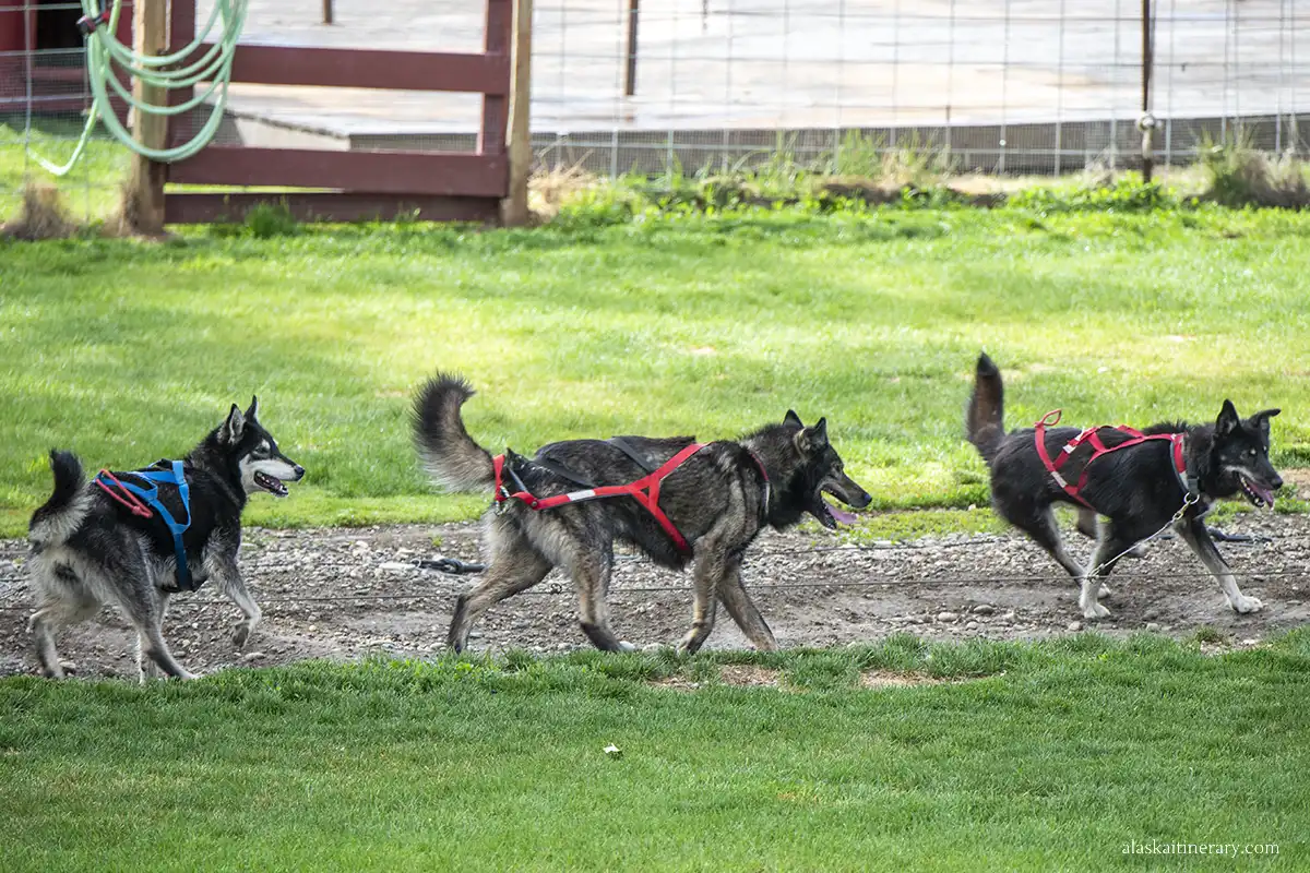 Three huskies in Trail Breaker Kennels during dog demonstration at Riverboat Discovery Tour.
