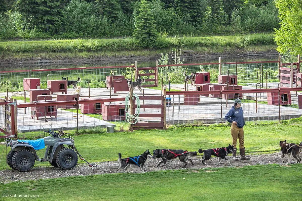 Huskies with musher in Trail Breaker Kennels.