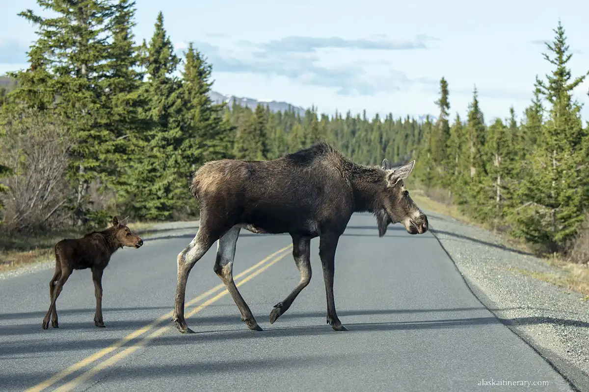 Moose and calf on the road in Denali.