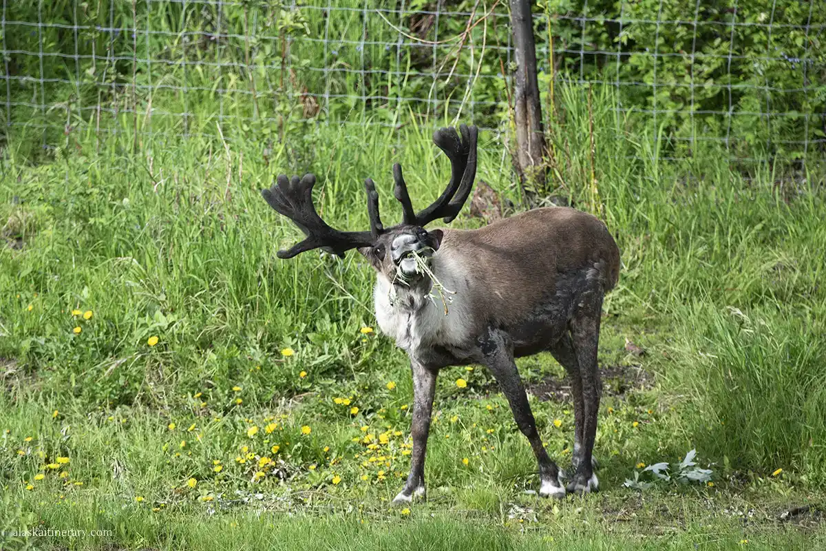 Reindeer at UAF Large Animal Research Station in summer.