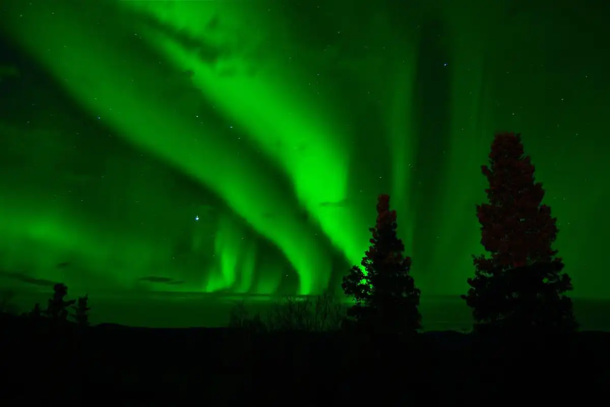 Green Northern Lights above the branches of a tree.