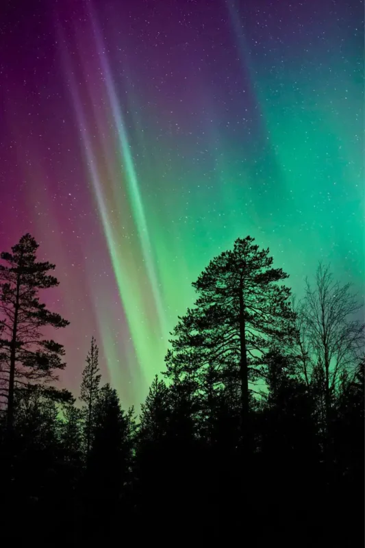 Green Northern Lights above the branches of a tree.
