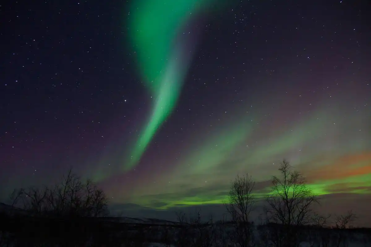 Green Northern Lights above the branches of a tree.