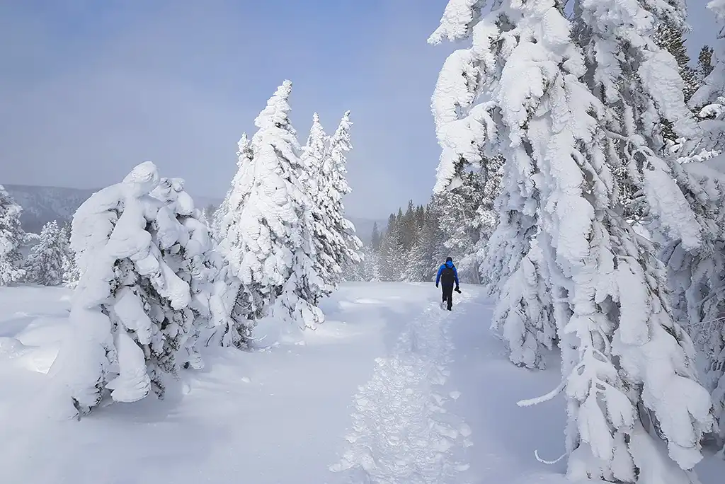 Chris in warm winter jacket and hat hiking in deep snow among trees covered by snow in winter Alaska scenery.