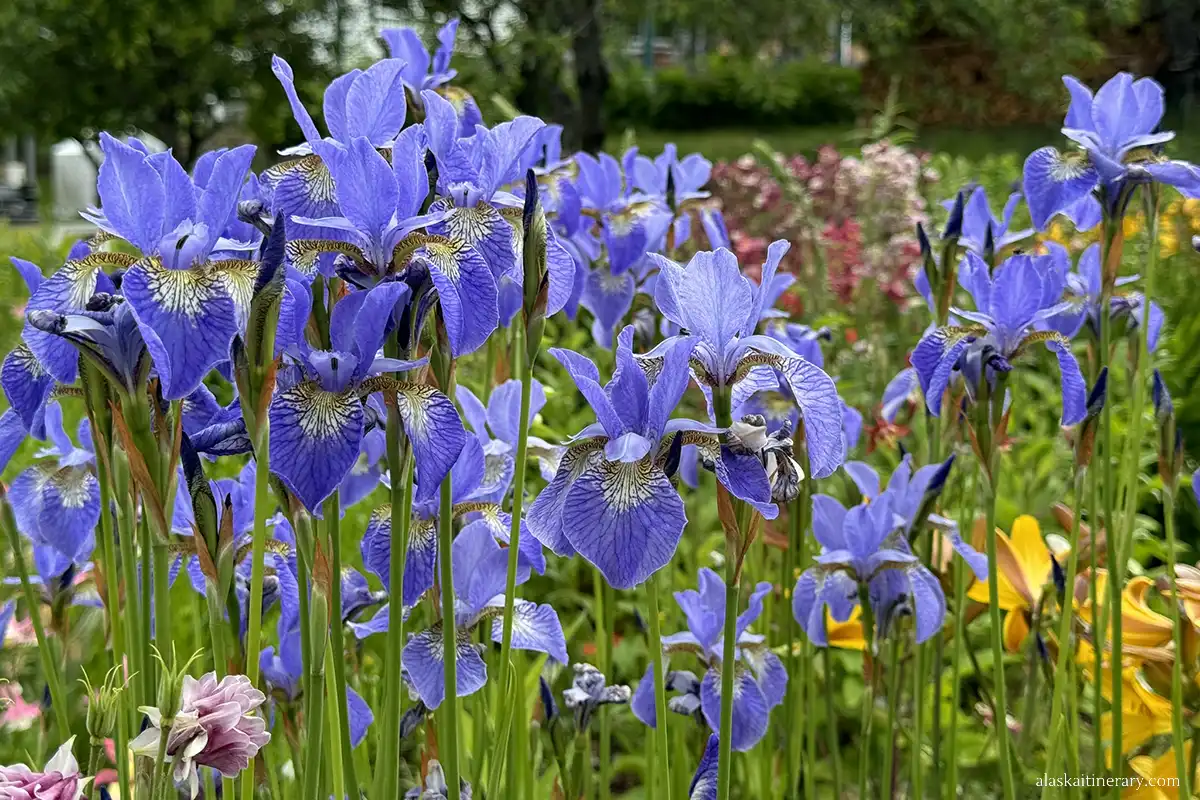 Spring in Haines: flowers.