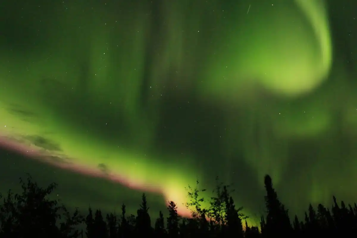 Green Northern Lights above the branches of a tree.