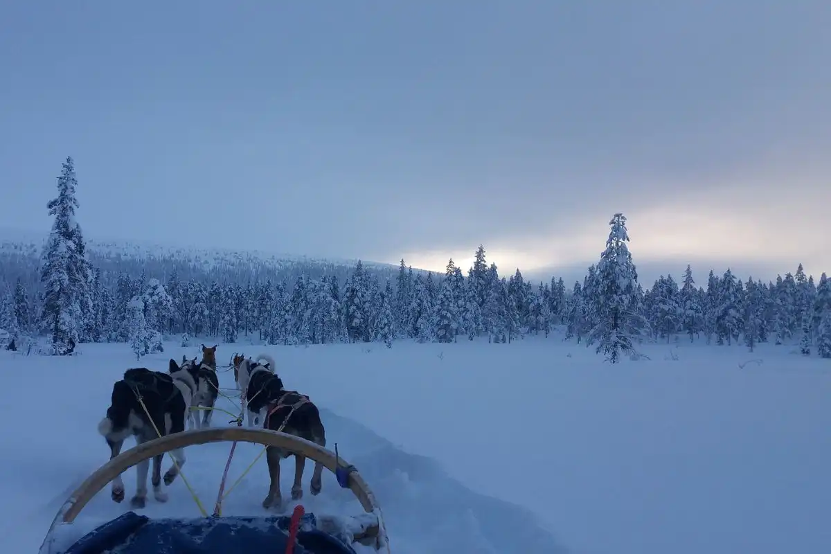 Dog sledding in winter Alaska scenery: huskies dogs pull the sleigh and trees are covered by snow.